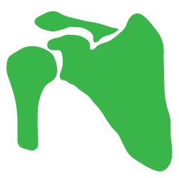 Advita Ortho Shoulder Illustration